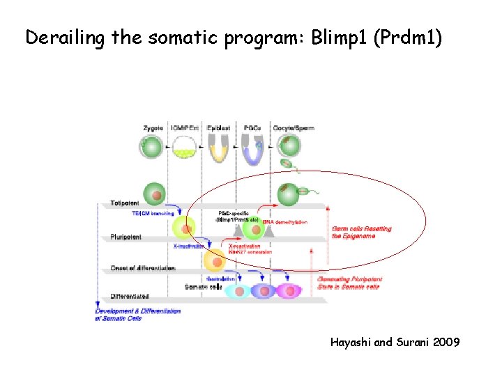 Derailing the somatic program: Blimp 1 (Prdm 1) Hayashi and Surani 2009 