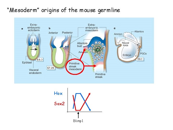 “Mesoderm” origins of the mouse germline Hox Sox 2 Blimp 1 