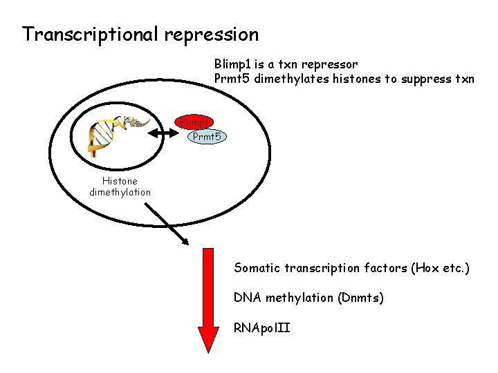 Transcriptional repression Blimp 1 is a txn repressor Prmt 5 dimethylates histones to suppress