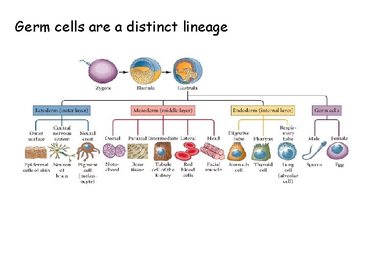 Germ cells are a distinct lineage 