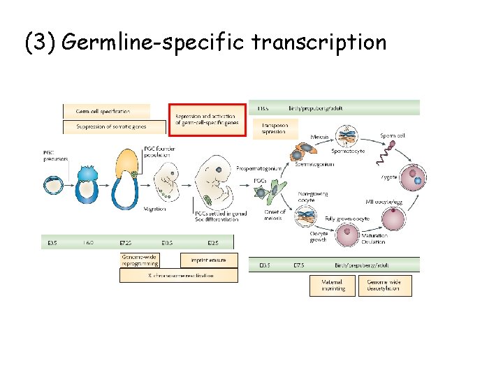 (3) Germline-specific transcription 