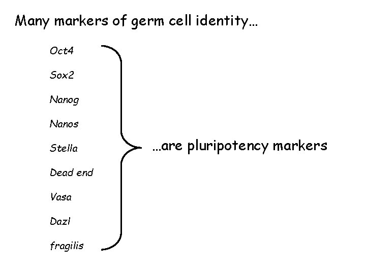 Many markers of germ cell identity… Oct 4 Sox 2 Nanog Nanos Stella Dead