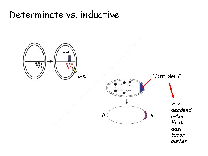 Determinate vs. inductive BMP 4 “Germ plasm” BMP 2 A V vasa deadend oskar