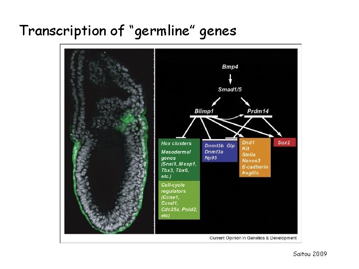 Transcription of “germline” genes Saitou 2009 