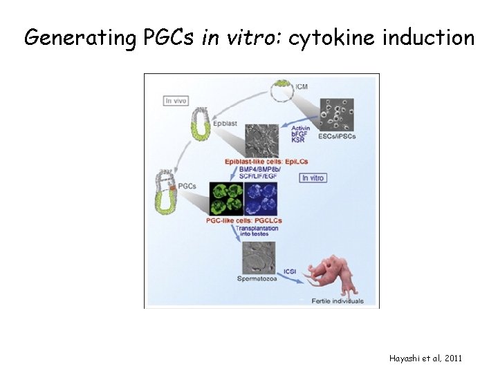 Generating PGCs in vitro: cytokine induction Hayashi et al, 2011 