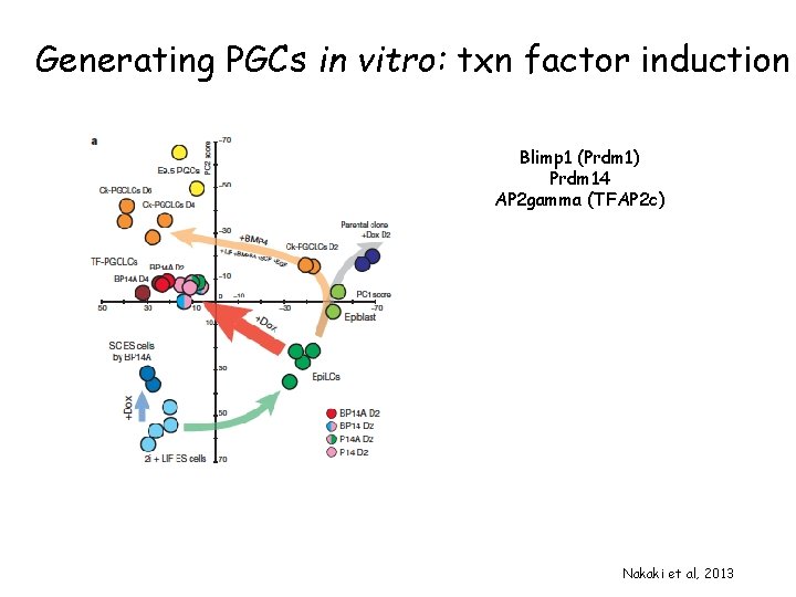 Generating PGCs in vitro: txn factor induction Blimp 1 (Prdm 1) Prdm 14 AP