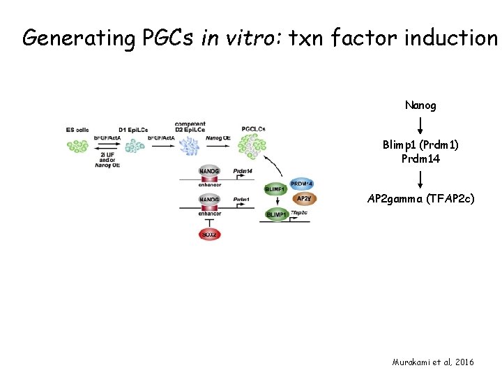 Generating PGCs in vitro: txn factor induction Nanog Blimp 1 (Prdm 1) Prdm 14