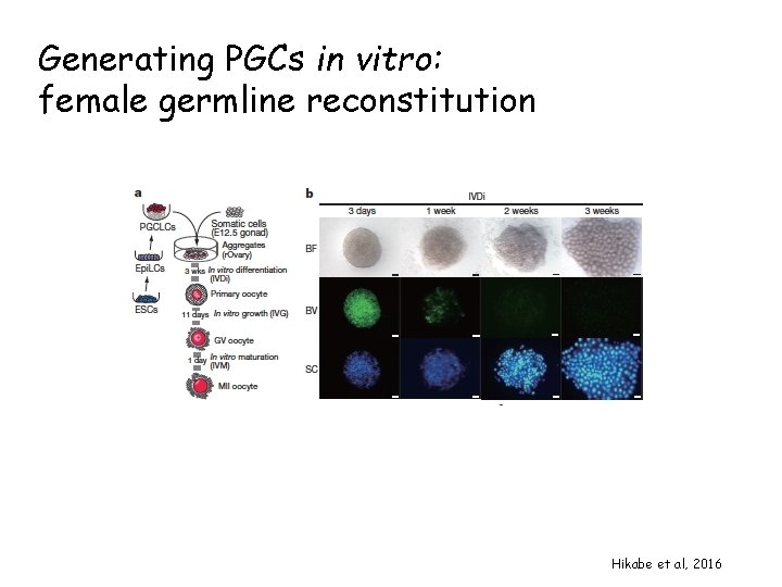 Generating PGCs in vitro: female germline reconstitution Hikabe et al, 2016 