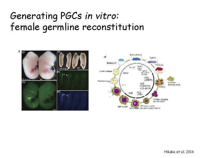 Generating PGCs in vitro: female germline reconstitution Hikabe et al, 2016 