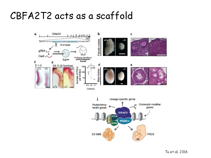 CBFA 2 T 2 acts as a scaffold Tu et al, 2016 