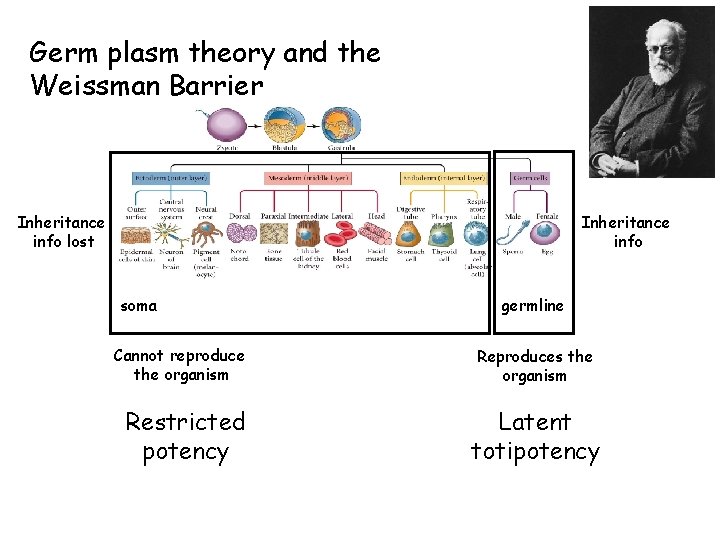 Germ plasm theory and the Weissman Barrier Inheritance info lost Inheritance info soma Cannot