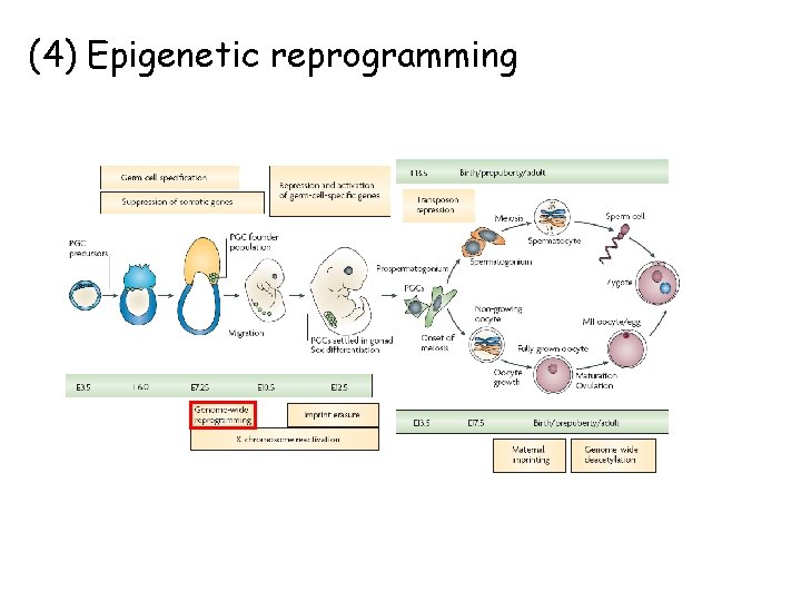 (4) Epigenetic reprogramming 