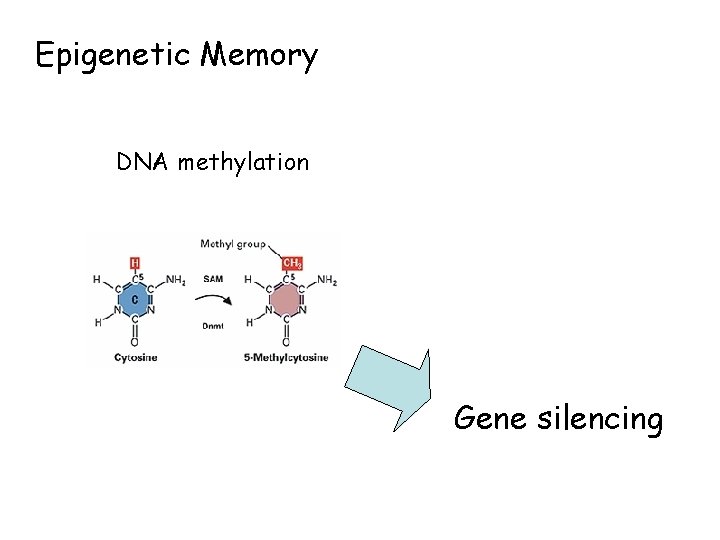 Epigenetic Memory DNA methylation Gene silencing 