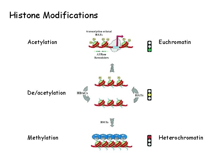 Histone Modifications Acetylation Euchromatin De/acetylation Methylation Heterochromatin 