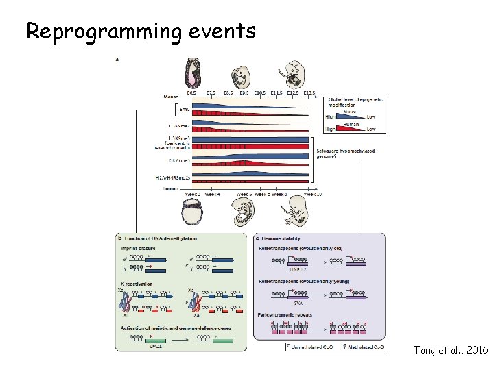 Reprogramming events Tang et al. , 2016 