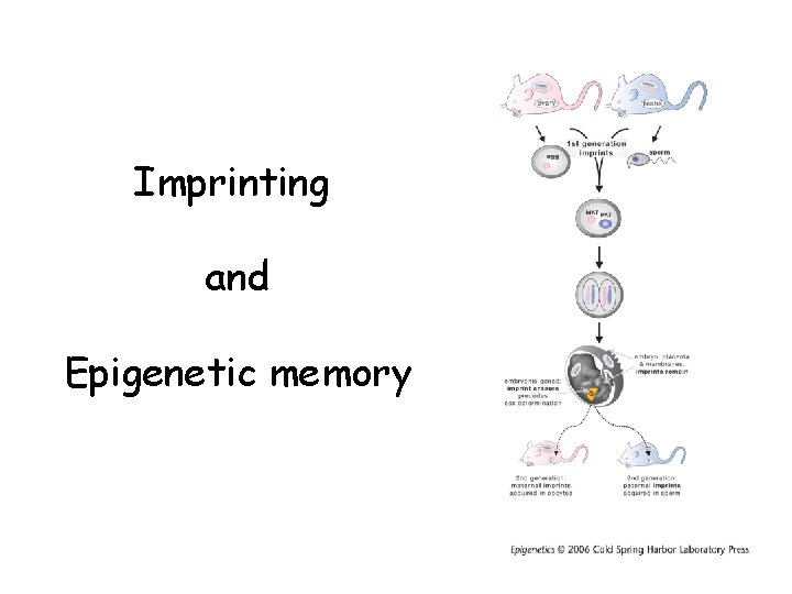 Imprinting and Epigenetic memory 