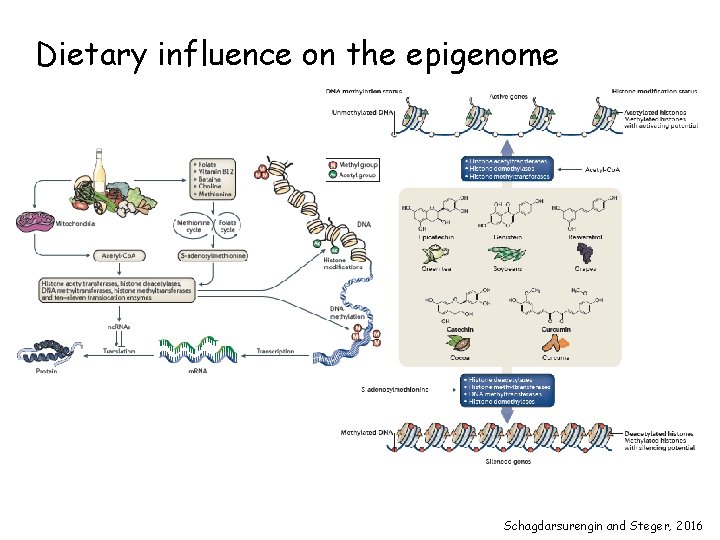 Dietary influence on the epigenome Schagdarsurengin and Steger, 2016 