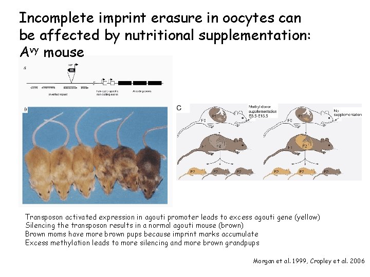 Incomplete imprint erasure in oocytes can be affected by nutritional supplementation: Avy mouse Transposon