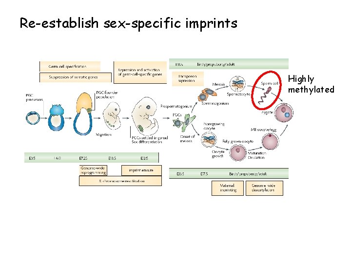 Re-establish sex-specific imprints Highly methylated 
