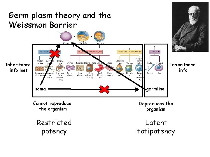 Germ plasm theory and the Weissman Barrier Inheritance info lost Inheritance info soma Cannot