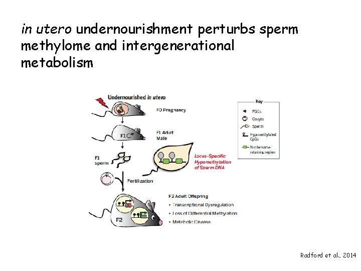 in utero undernourishment perturbs sperm methylome and intergenerational metabolism Radford et al. , 2014