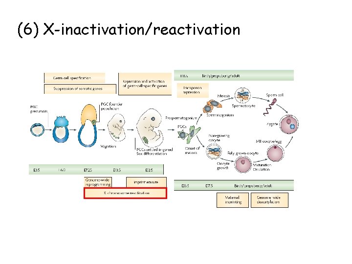 (6) X-inactivation/reactivation 