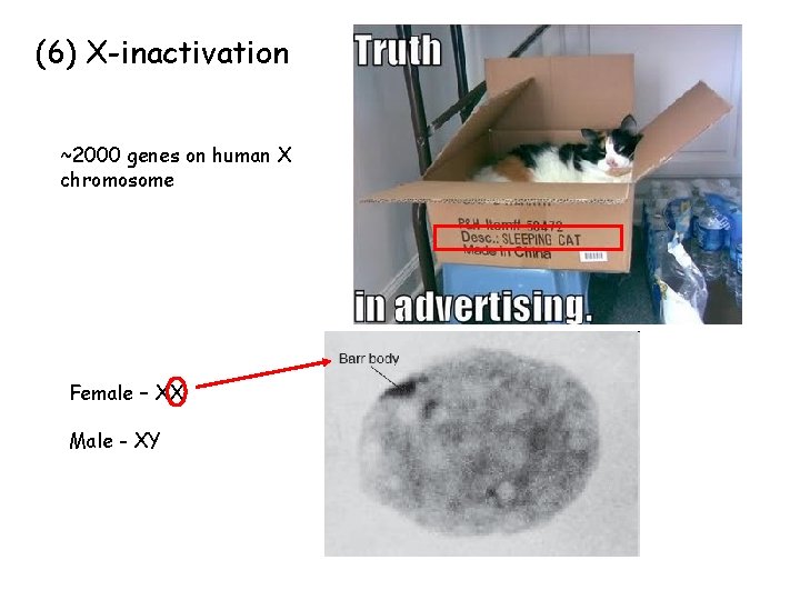 (6) X-inactivation ~2000 genes on human X chromosome Female – XX Male - XY