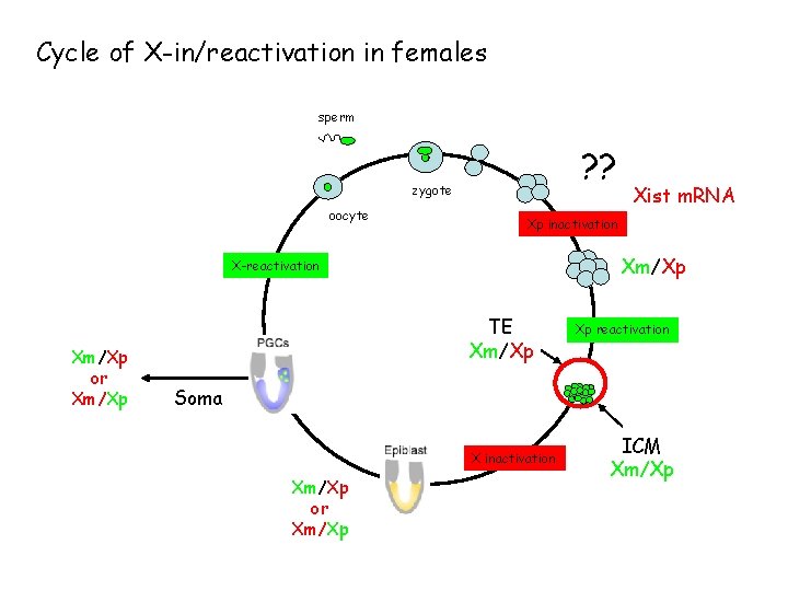 Cycle of X-in/reactivation in females sperm ? ? zygote oocyte Xp inactivation Xm/Xp X-reactivation