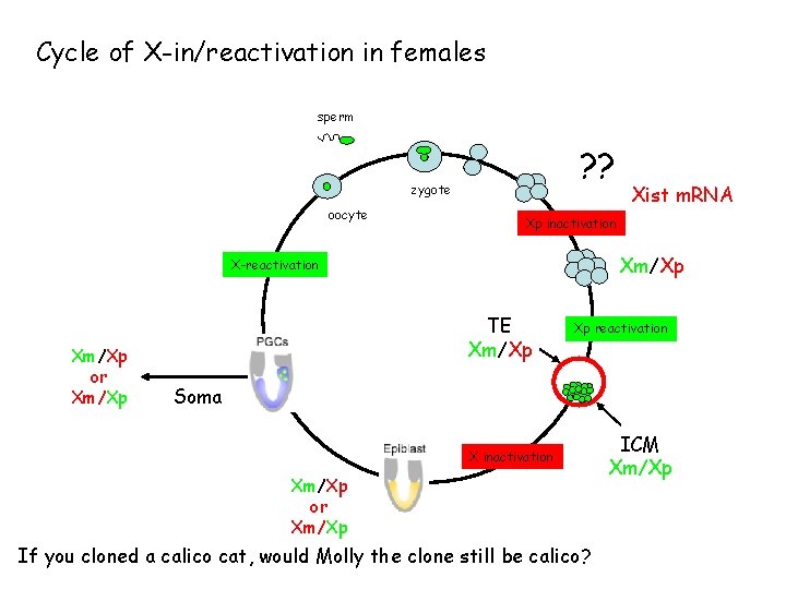 Cycle of X-in/reactivation in females sperm ? ? zygote oocyte Xp inactivation Xm/Xp X-reactivation