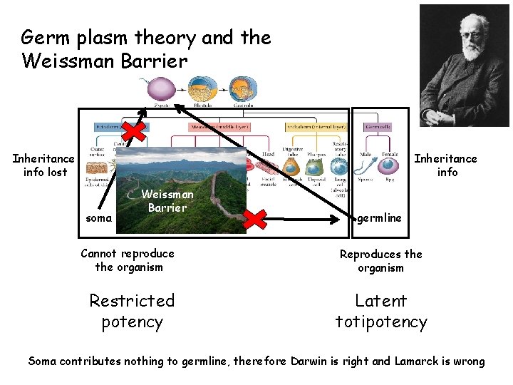 Germ plasm theory and the Weissman Barrier Inheritance info lost Inheritance info soma Weissman