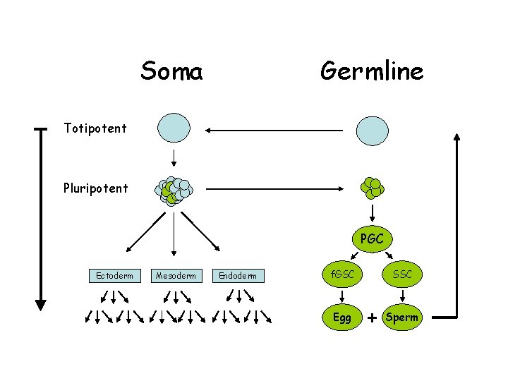 Soma Germline Totipotent Pluripotent PGC Ectoderm Mesoderm Endoderm f. GSC Egg SSC + Sperm