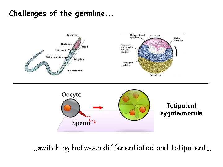 Challenges of the germline. . . Totipotent zygote/morula …switching between differentiated and totipotent… 