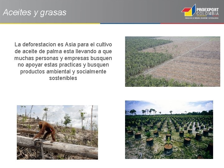 Aceites y grasas La deforestacion es Asia para el cultivo de aceite de palma