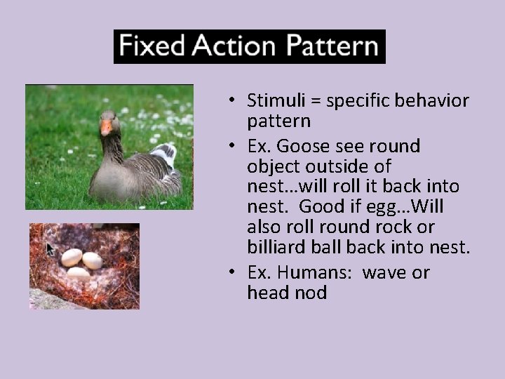 • Stimuli = specific behavior pattern • Ex. Goose see round object outside