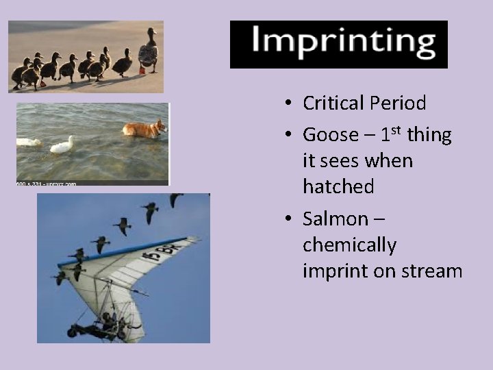  • Critical Period • Goose – 1 st thing it sees when hatched