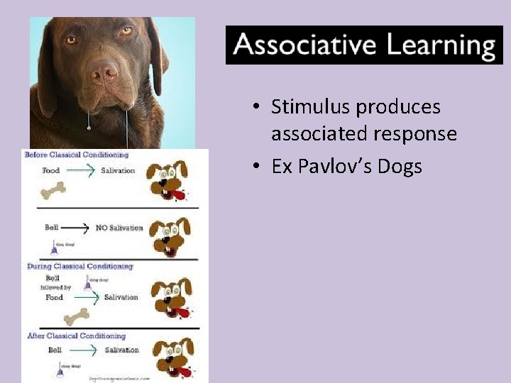  • Stimulus produces associated response • Ex Pavlov’s Dogs 