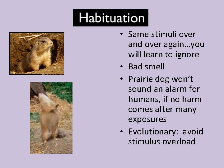  • Same stimuli over and over again…you will learn to ignore • Bad