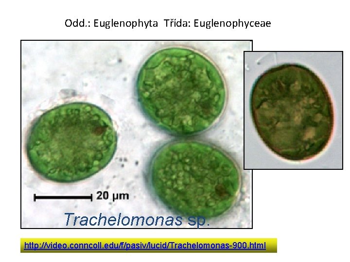 Odd. : Euglenophyta Třída: Euglenophyceae Trachelomonas sp. http: //video. conncoll. edu/f/pasiv/lucid/Trachelomonas-900. html 