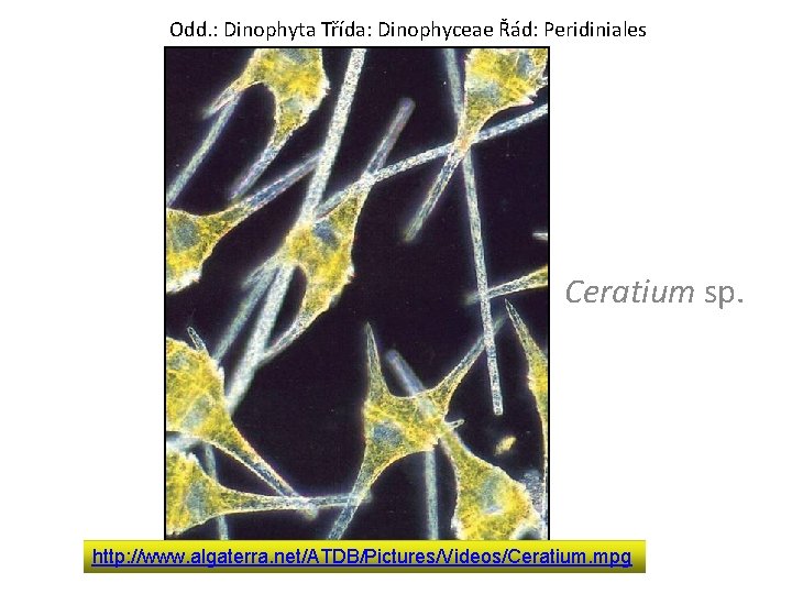 Odd. : Dinophyta Třída: Dinophyceae Řád: Peridiniales Ceratium sp. © Carter-Lund http: //www. algaterra.