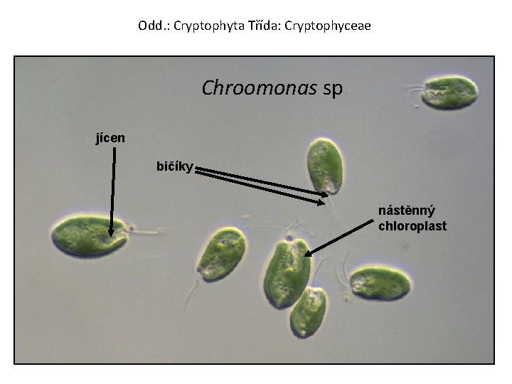 Odd. : Cryptophyta Třída: Cryptophyceae Chroomonas sp. jícen bičíky nástěnný chloroplast 