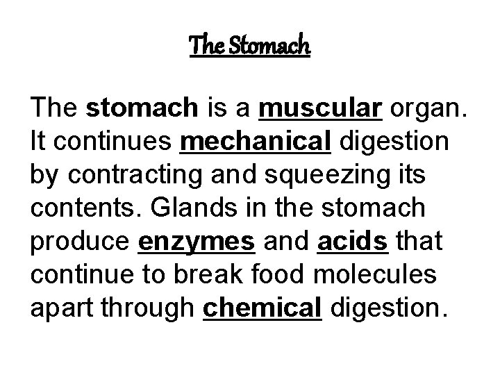 The Stomach The stomach is a muscular organ. It continues mechanical digestion by contracting