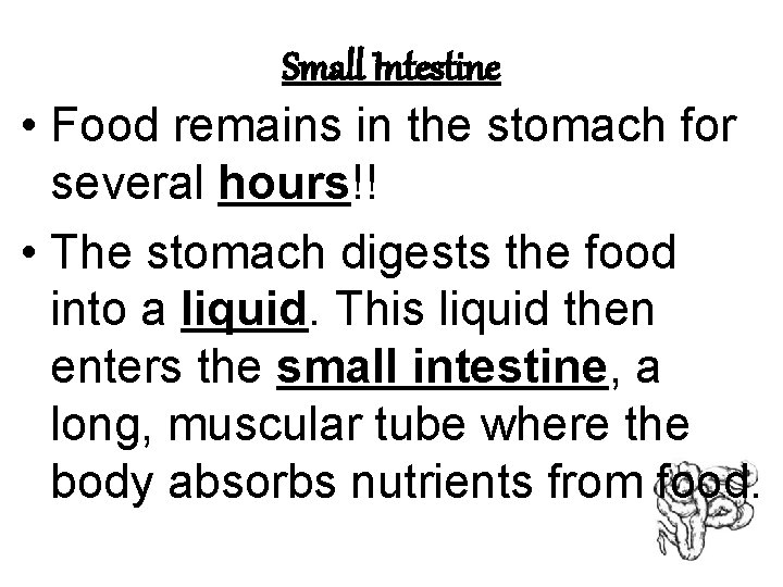 Small Intestine • Food remains in the stomach for several hours!! • The stomach
