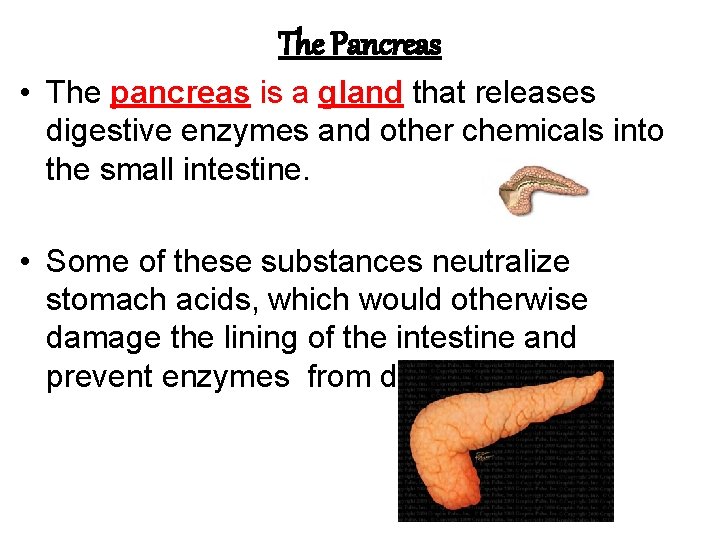 The Pancreas • The pancreas is a gland that releases digestive enzymes and other