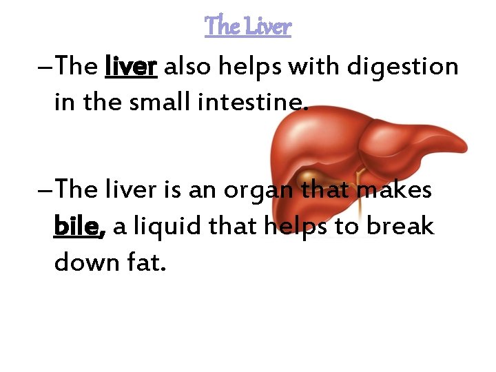 The Liver – The liver also helps with digestion in the small intestine. –