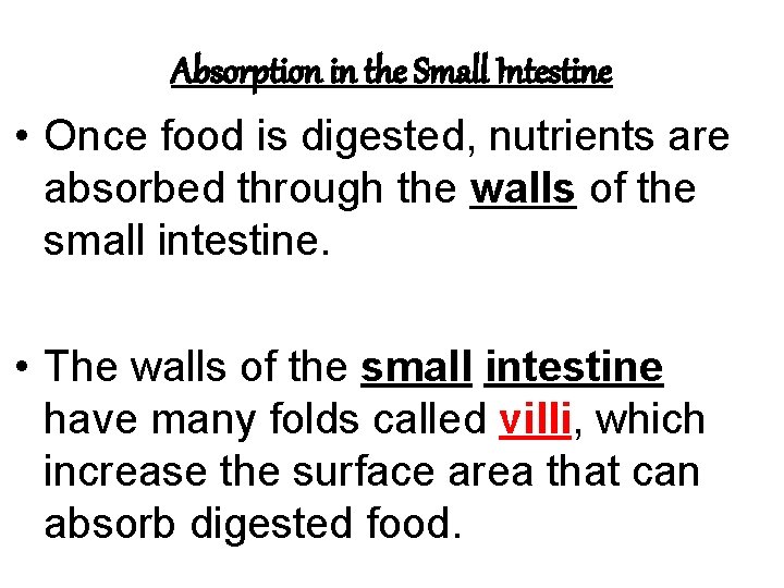 Absorption in the Small Intestine • Once food is digested, nutrients are absorbed through