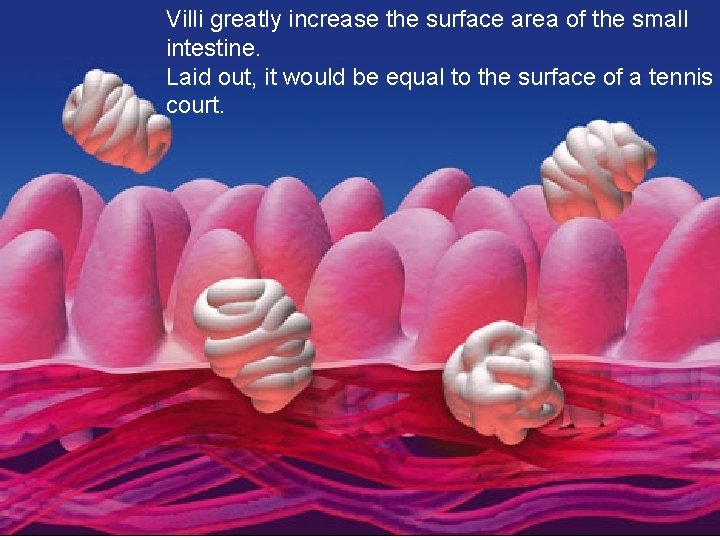 Villi greatly increase the surface area of the small intestine. Laid out, it would