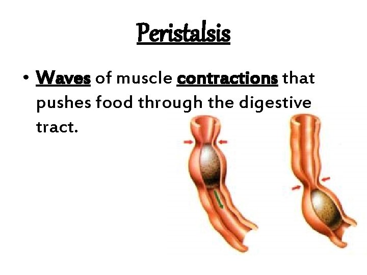 Peristalsis • Waves of muscle contractions that pushes food through the digestive tract. 