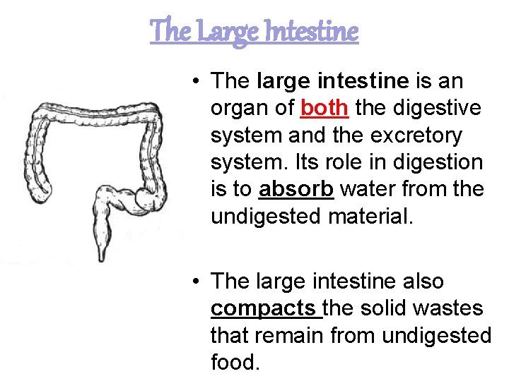 The Large Intestine • The large intestine is an organ of both the digestive