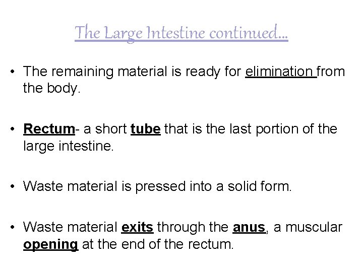 The Large Intestine continued… • The remaining material is ready for elimination from the