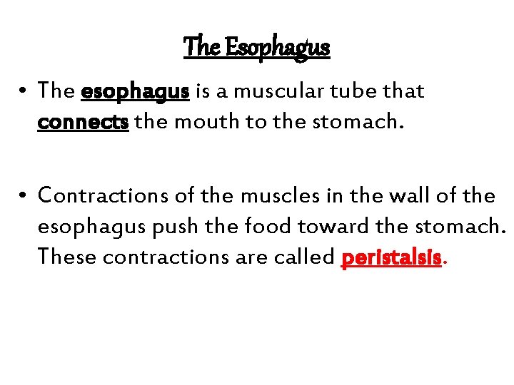 The Esophagus • The esophagus is a muscular tube that connects the mouth to
